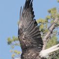 Adult Eagle Just After TakeOff (Framed 18 X 24) JAH-47
